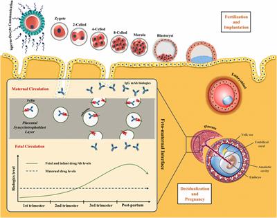 Biologics During Pregnancy and Breastfeeding Among Women With Rheumatic Diseases: Safety Clinical Evidence on the Road